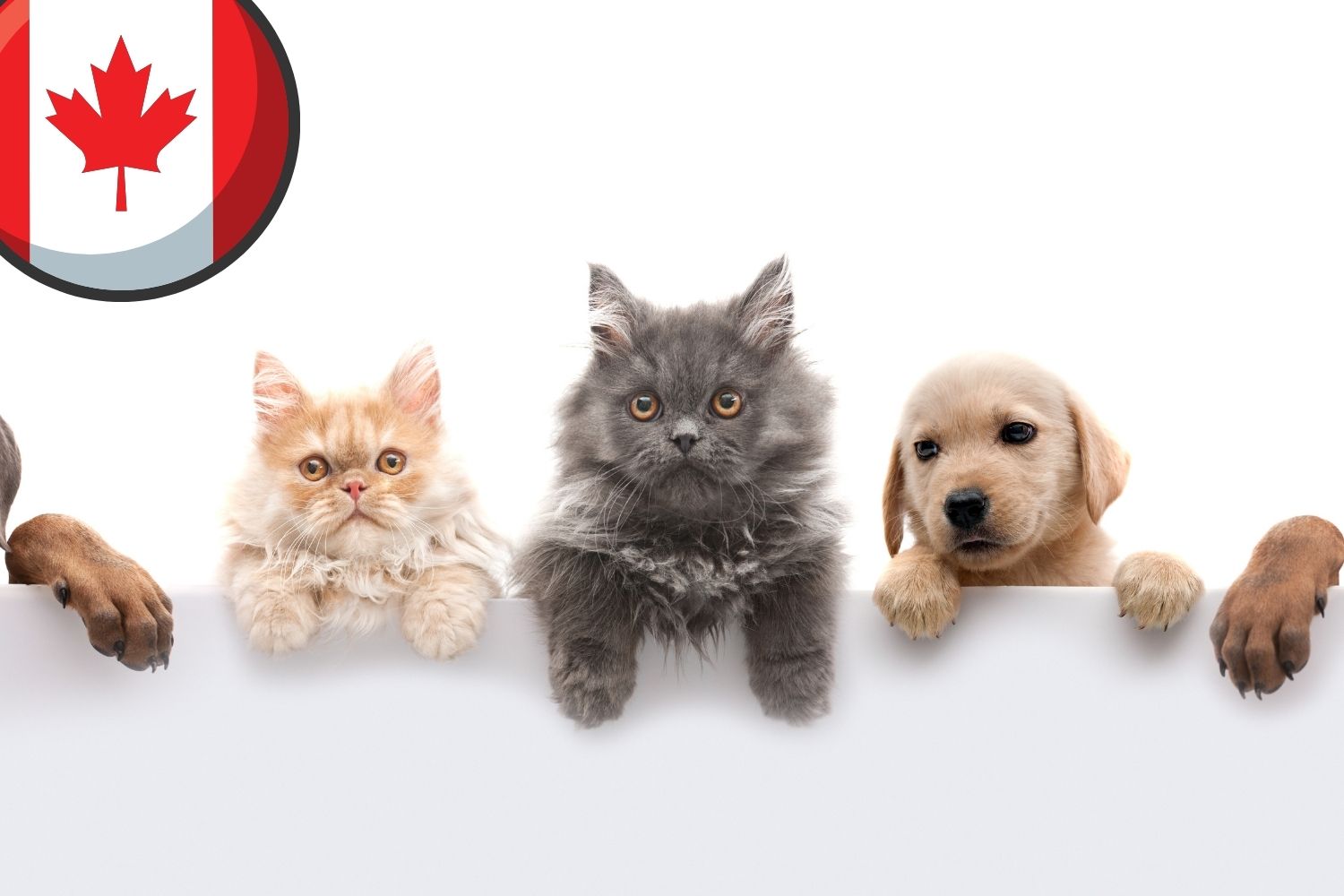 Como viajar com animal para o Canadá