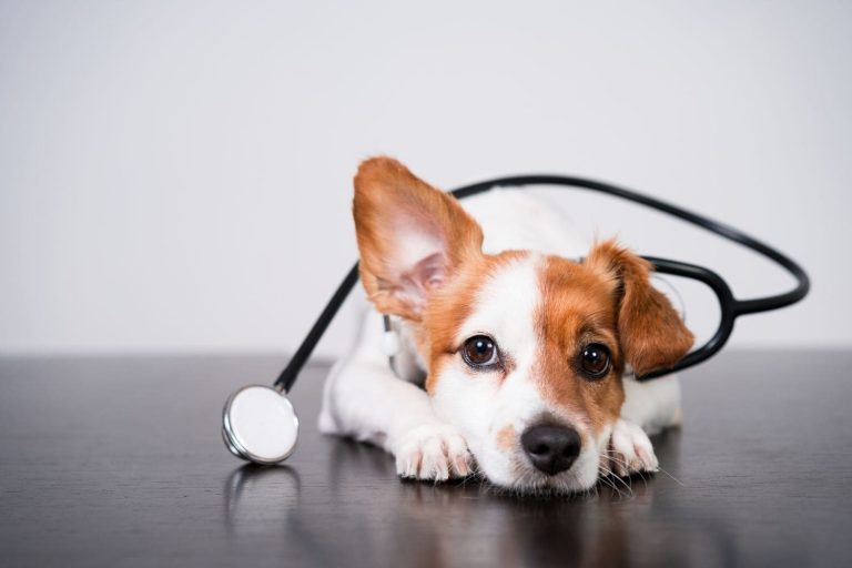 oet-para-Medicina Veterinária